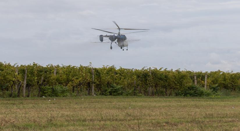 Harc a szőlőkabócával: Helikopterekről permeteztek ebben a dunántúli megyében