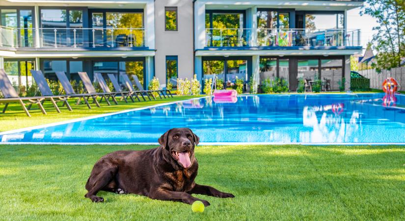 Minősített szálláshelyek is indultak az Év kutyabarát helye díjért