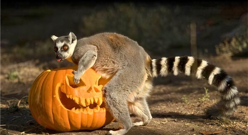 Nem hiszed el, mi történik Halloweenkor a Szegedi Vadasparkban