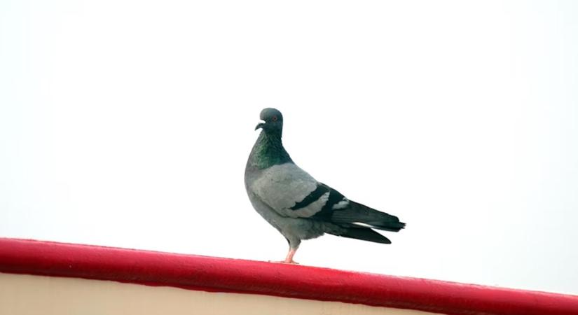 Postagalambok titkos GPS-e – hogyan találnak haza (és miért csinálják jobban, mint mi)