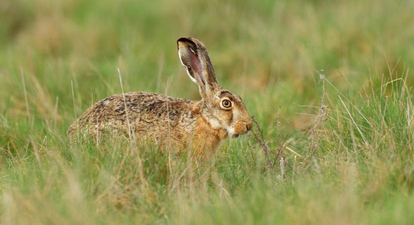 Magyarországon is megjelent a nyúlpestis: baj van, a szúnyogok terjesztik
