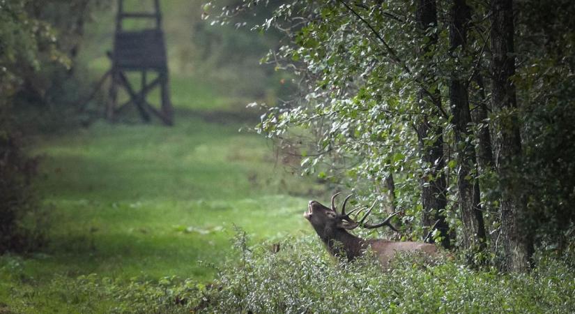 Erdőt örököltem - de mit tudok vele kezdeni