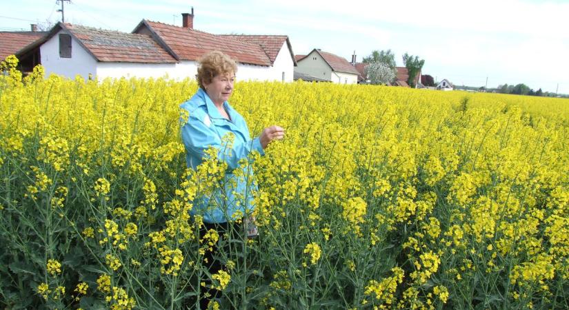 A tél már nem állítja meg a gyomokat, a gazdáknak most kell megvédeniük a termést