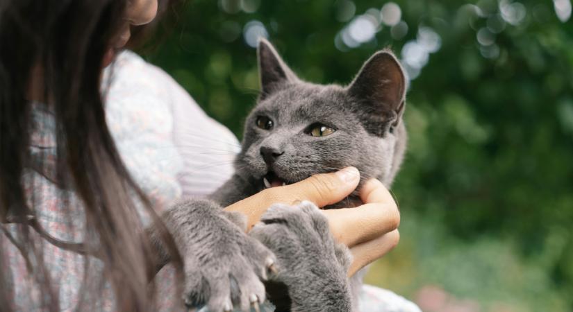 „Őszintén utálom a háziállatokat” - felbontaná az eljegyzést egy férfi, mert menyasszonya inkább a kiskedvenceit választja