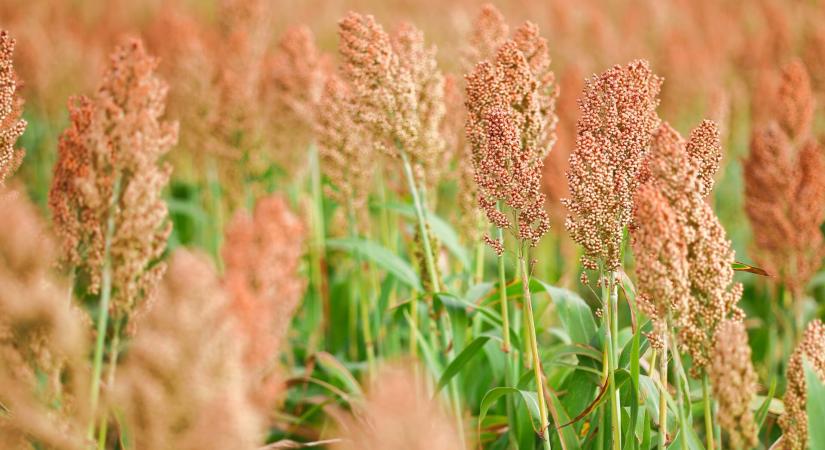 Van élet az Alföldön a kukorica után – Gazdainterjú