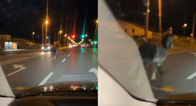 Elszabadult állat vágtázott a főúton ebben az észak-alföldi városban