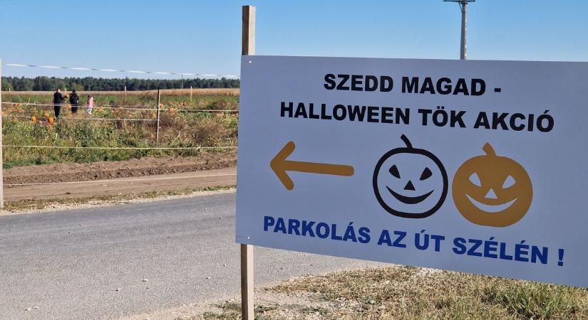 Szedd magad Halloween tök akció Nagyszentjánoson