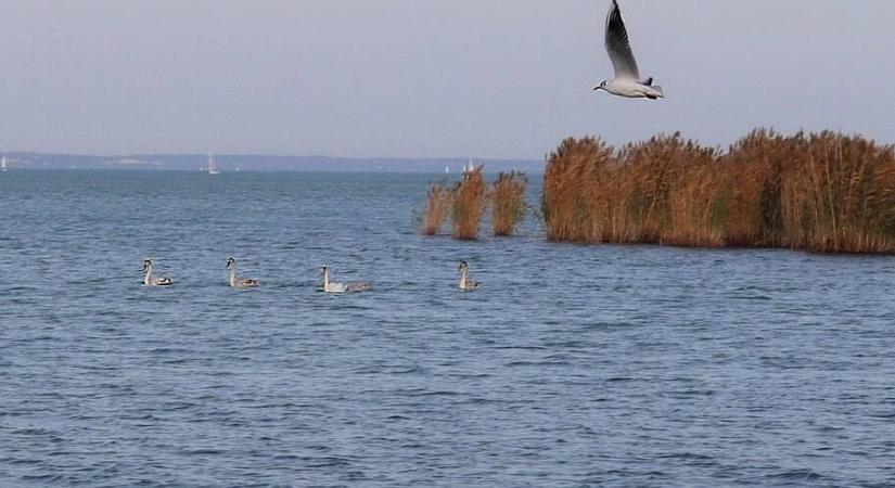 Elszaporodott egy emberre is veszélyes állat a Balaton környékén, ezrével pusztítják, mégis képtelenség kordában tartani