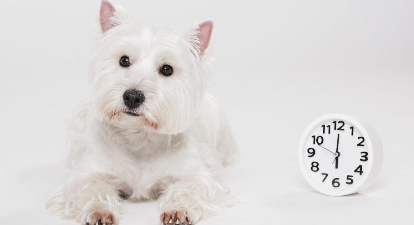 Egy óra ide vagy oda – Így hat a téli időszámítás a háziállatokra