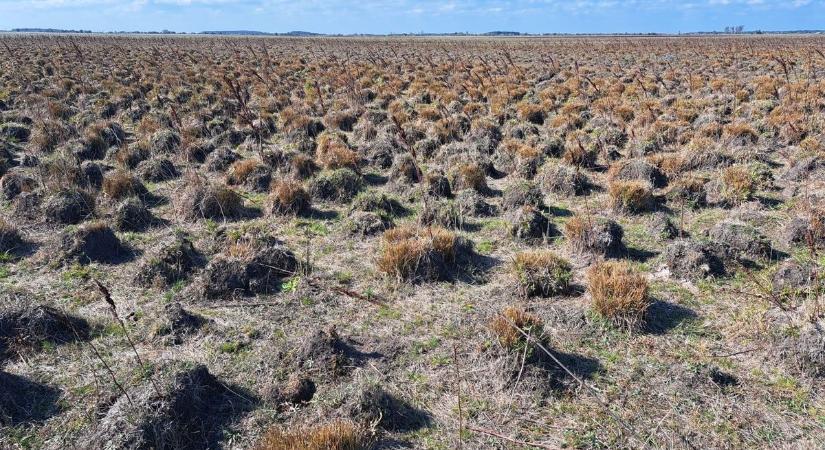 Íme, jöhetnek a fészkelő partimadarak!