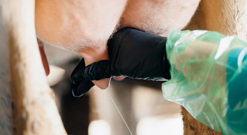 Ez az oka az egyre nehezebben kezelhető tőgygyulladásnak