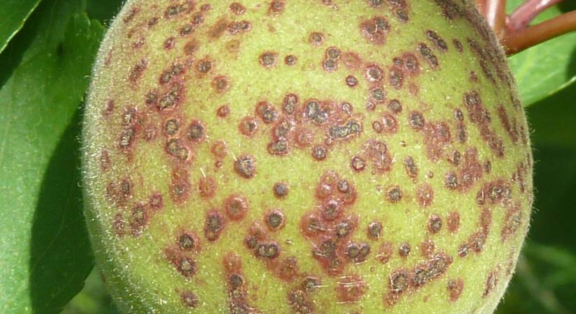 Biokertben is kötelező! Az őszi lemosó permetezés titkai