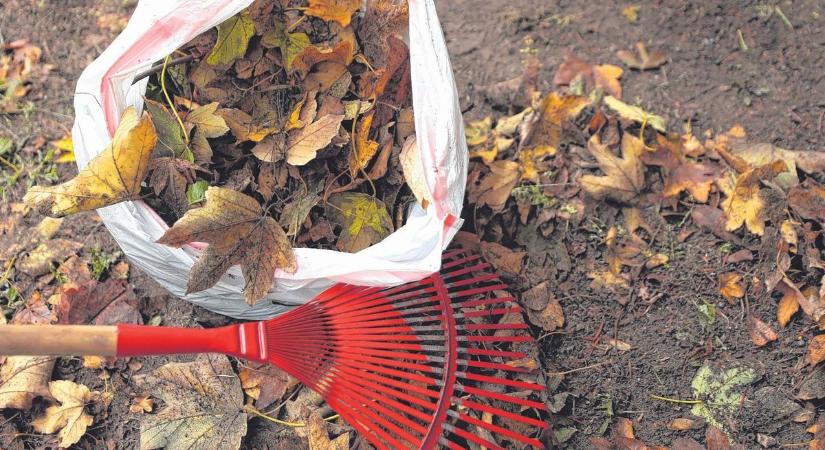 Tájékoztatott az önkormányzat a falevelek elszállításáról