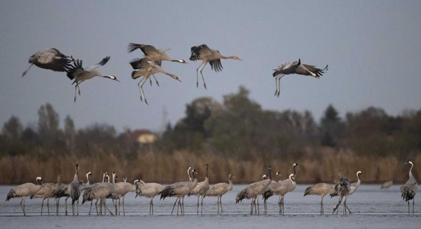 Visszatértek száz év után – újra költenek a darvak Szeged környékén
