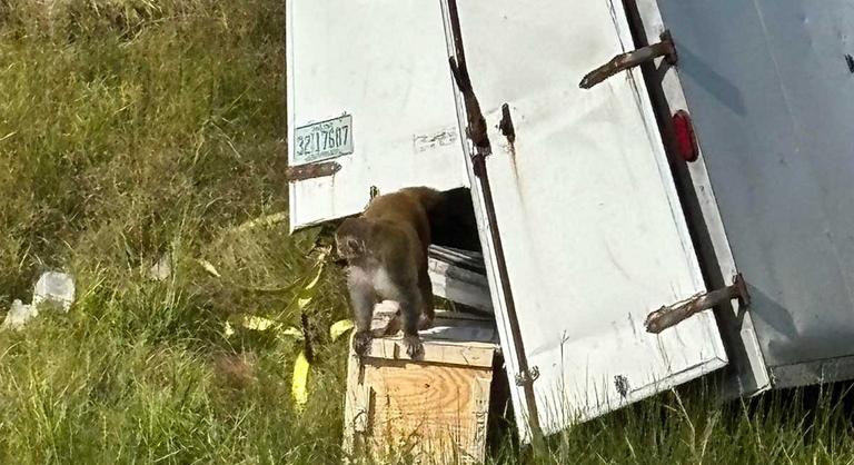 Kezdődik az igazi Majmok bolygója, veszélyes kísérleti majmok szabadultak ki egy teherautóból