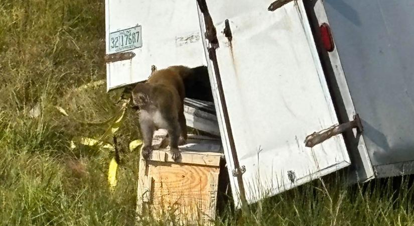 Mint egy horrorfilm: agresszív, fertőzött laboratóriumi majmok szöktek meg egy autóbalesetben