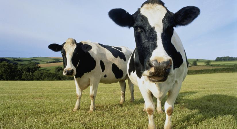 Nem akármit léptek meg ezek a marhatartók: sokaknak ez lehet a jövő