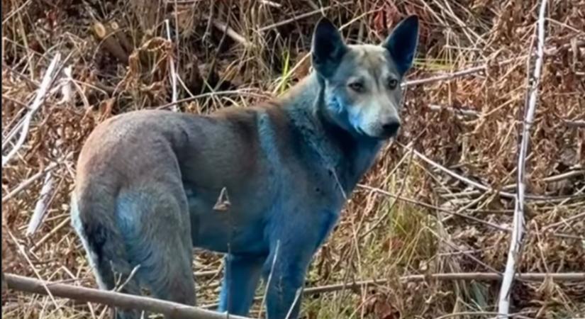 Kék szőrű kutyákat fotóztak Csernobilban