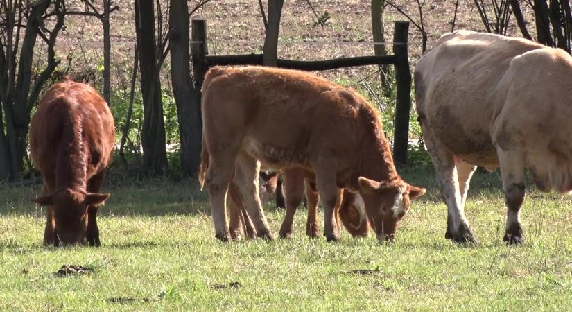 Kéknyelv-vírus fertőzi a kérődző állatokat