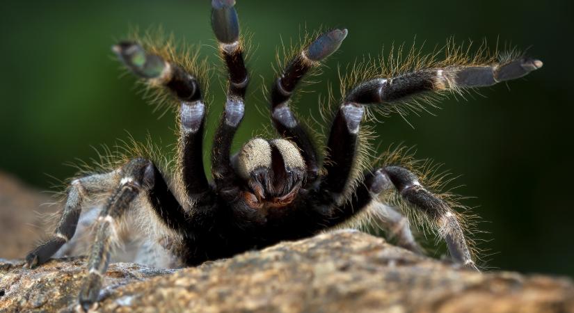 Pókinvázió a lakásban ősszel? Ezzel a pár trükkel megelőzheti!