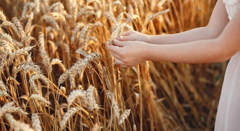 Magyar gabonasiker: van amiben a TOP kategóriában Európában