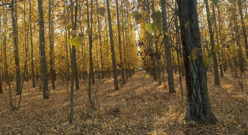 Október 30-ai időjárás: így változik meg a hőmérséklet napközben