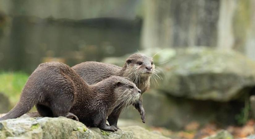 Ennyire cukik a 2 hónapos vidrabébik: a Nyíregyházi Állatpark friss videón mutatta meg