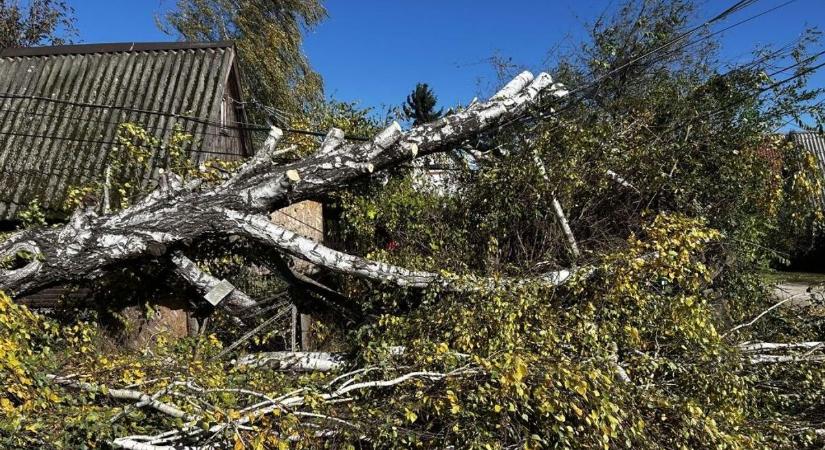 Kidőlt fák és forgalmi akadályok okoztak fennakadást Oroszlányon