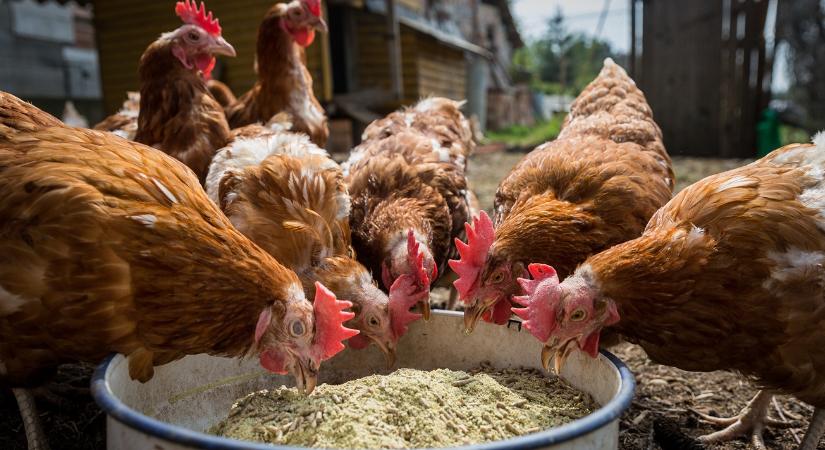 Tippek első kézből: ezt tedd a baromfiállománnyal, ha jön a járvány