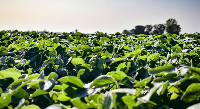 Szója stratégia – ha nincs ilyened, most kapsz tőlünk! VIDEÓ