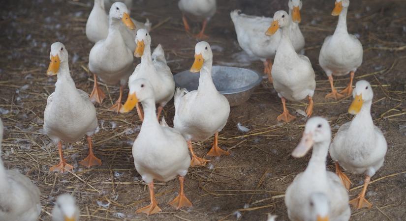 Azonnali felszámolás, szigorú intézkedések: megjelent hazánkban a madárinfluenza