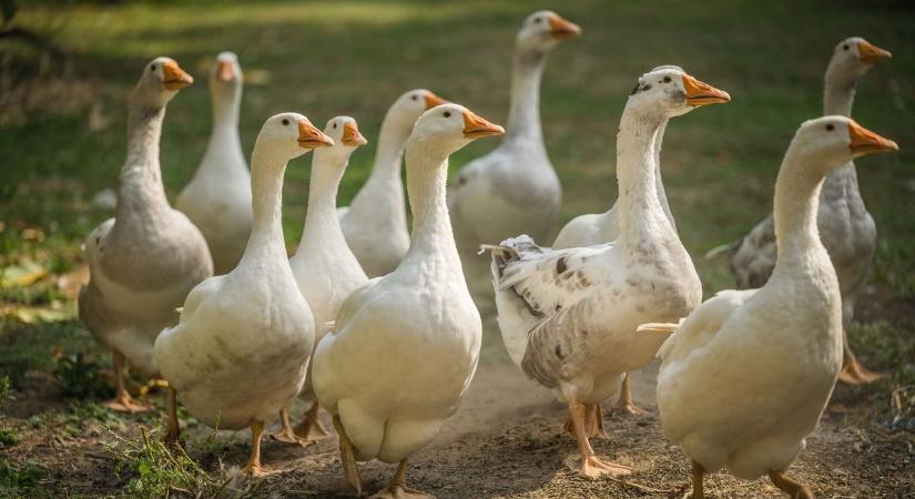 Novemberi népszokások, régi hiedelmek és jóslatok – teszteld tudásod!