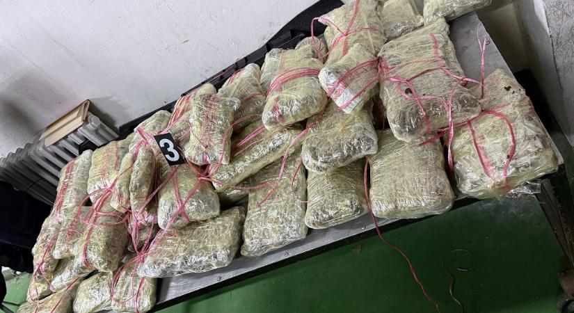 Több mint fél mázsa marihuánát foglaltak le a vámosok (fotókvideó)