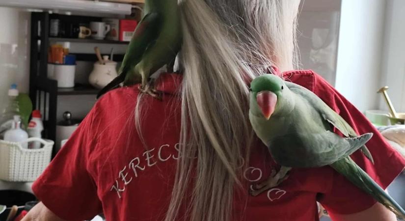 Eltűnt Tara, a fiatal papagáj – segíts megtalálni!