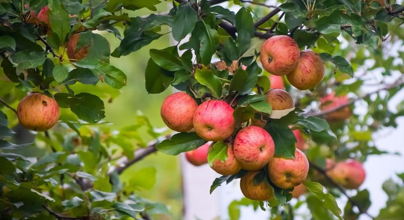 Visszafogott kereslettel és alacsonyabb árakkal indult az almapiac