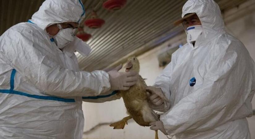 Rossz hír jött, újra megjelent a madárinfluenza