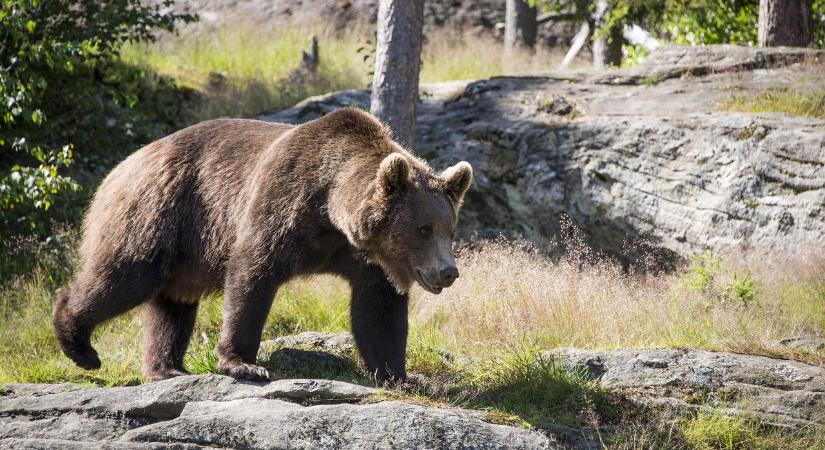 Medve ólálkodik egy Beszterce melletti településen