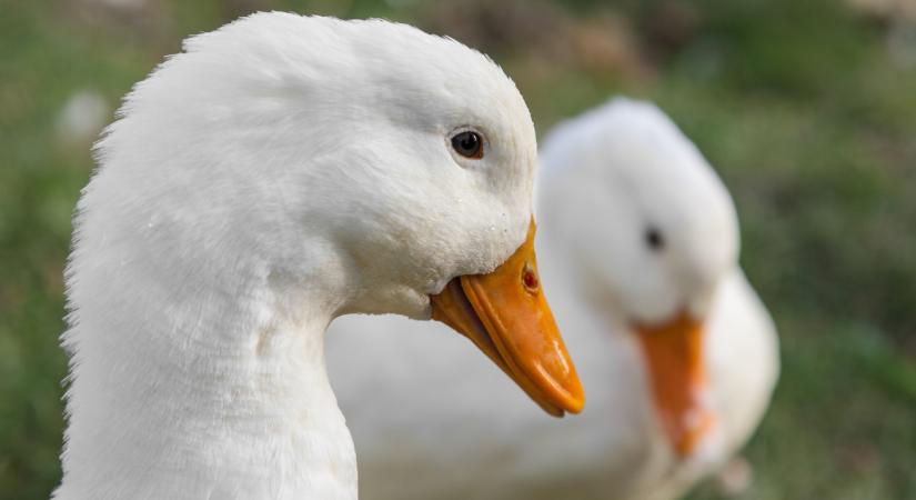 Most közölte a hatóság: ismét itt a szörnyű fertőzés Magyarországon