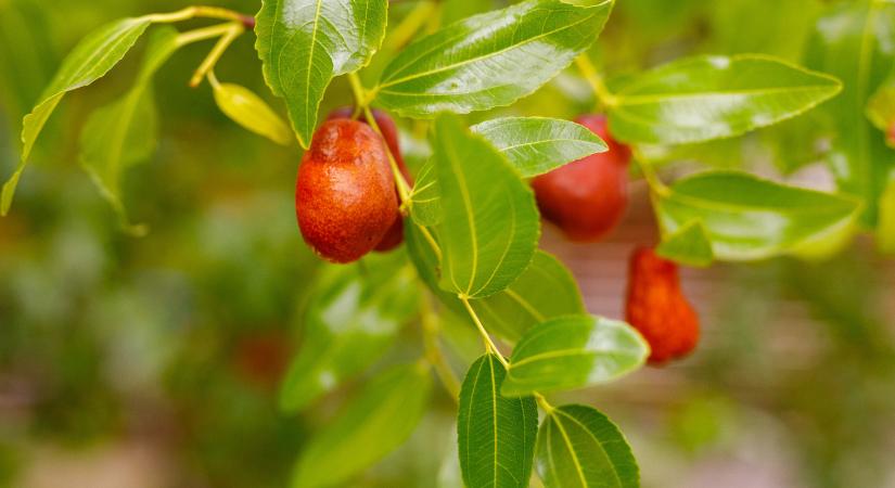 A jövő növénye lenne a jujuba?