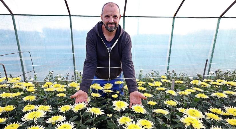 Megviselte a hőség a krizantémokat, de minden sírra jut majd virág mindenszentekre – fotók