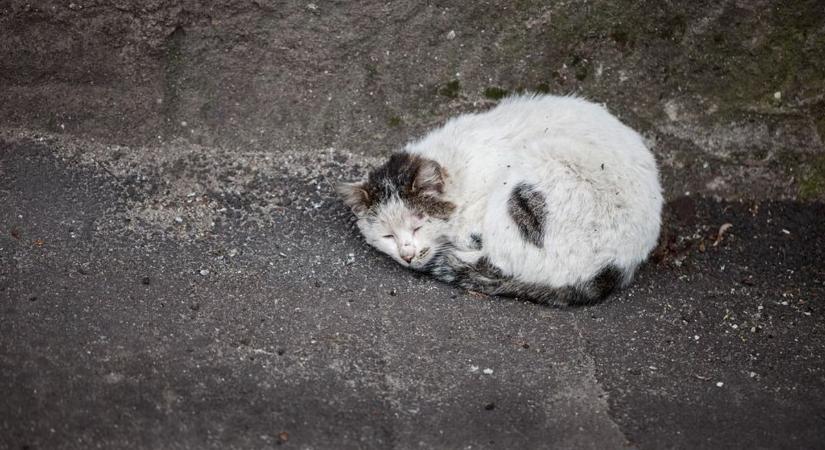 Falrepedésben él az anya és kölykei – életveszélyben van a család