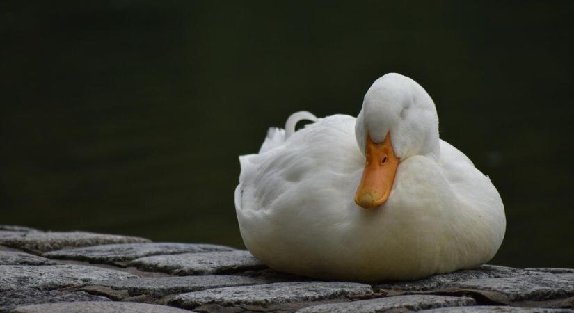 Újra megjelent hazánkban a madárinfluenza
