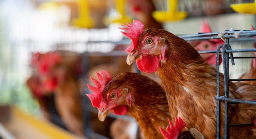 Madárinfluenza ütötte fel a fejét egy vidéki telepen