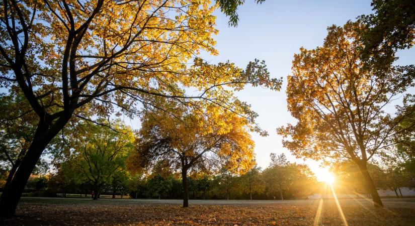 Így kezelik a lehullott lombot