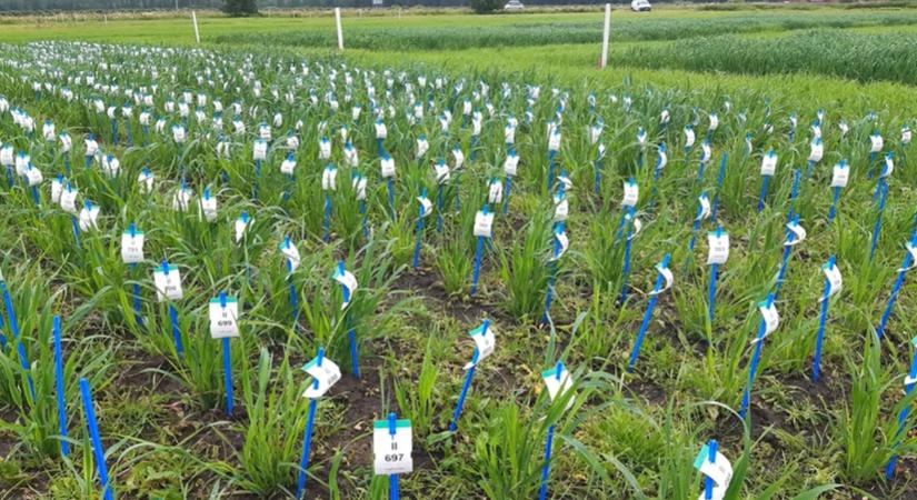 Át lehet írni a növénytermesztéstan szabályait VIDEÓ