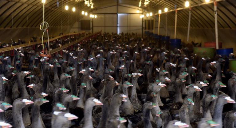 Küszöbön a járvány: megjelent a rettegett kór Jász-Nagykun-Szolnok vármegyében