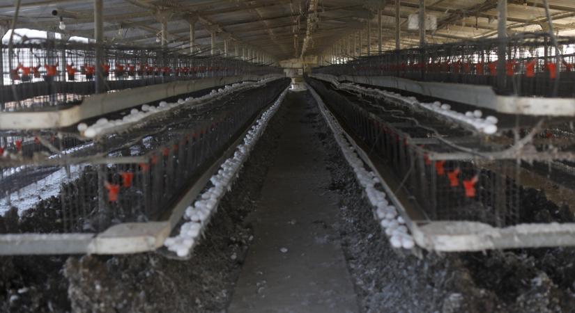 Felütötte a fejét a halálos vírus Magyarországon: szigorú fegyelemre int a hatóság