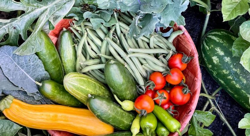 Kiskultúrás növényvédelem: az alapengedélyeké a jövő