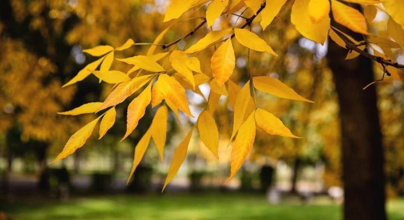 Belerondít a szél a tökéletes őszi időbe? Mutatjuk, milyen lesz a holnapi időjárás!