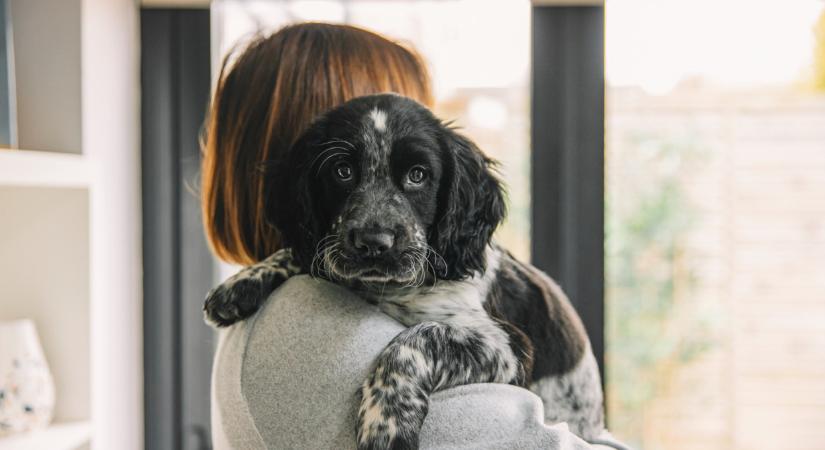 Megdöbbentő, mennyibe kerül kutyát tartani 2025-ben Magyarországon: jól gondold meg, ha gazdi lennél